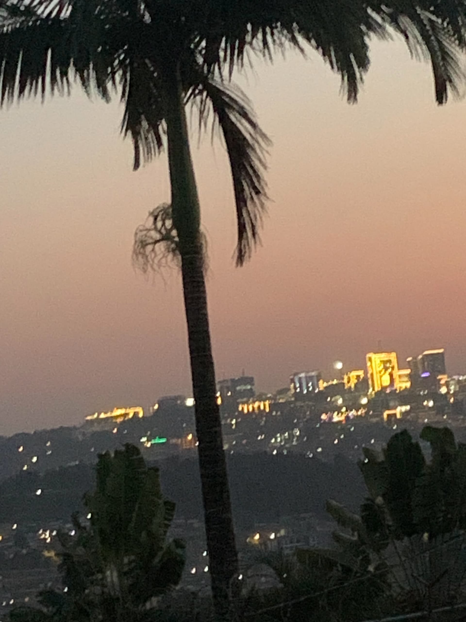 Evening cityscape of Kigali with palm tree silhouette and city lights
